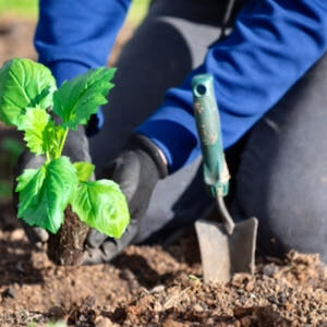 Digging-In