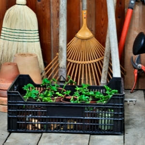 The Growing Zone