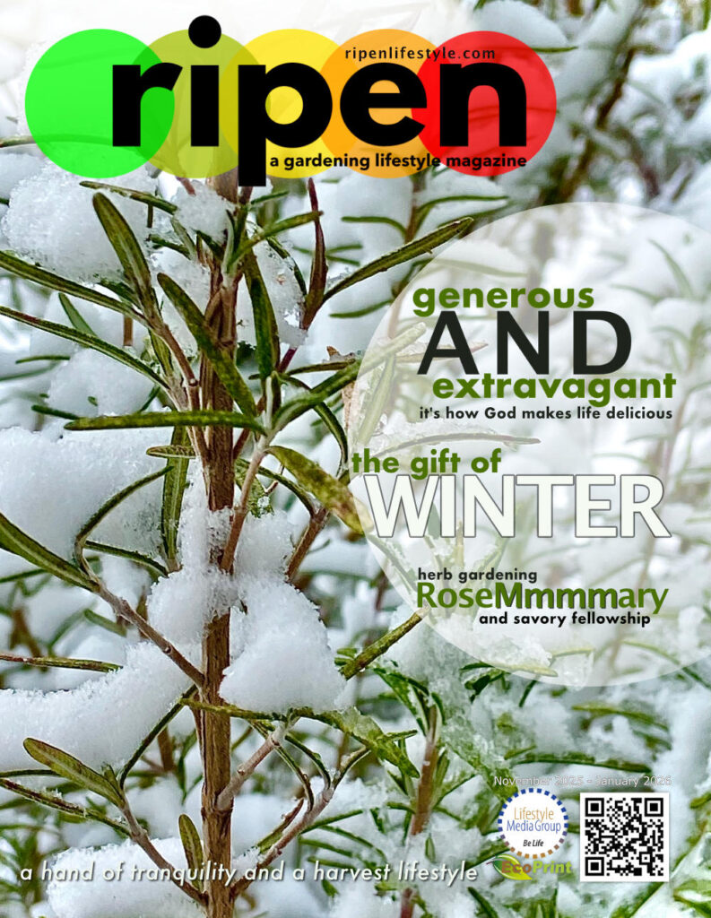 November 2025 - January 2026 issue cover image.